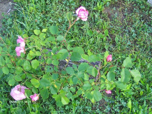 trandafiri roz; al doilea an de viata
