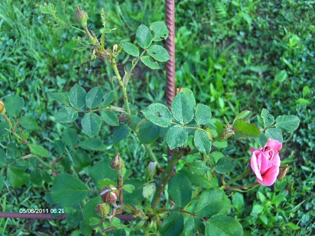 cataratori; al doilea an de viata
