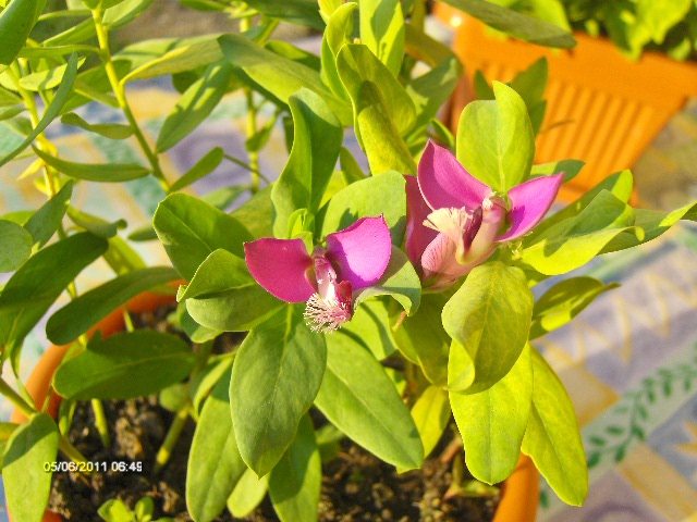 boschetar din Cipru; Sper sa se prinda....
