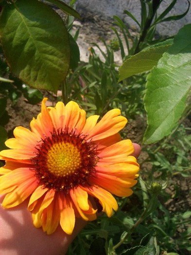 CIMG3671 - gradina 2011