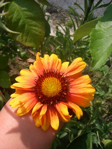 CIMG3672 - gradina 2011