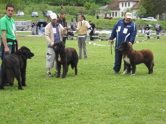 iancu baraitan si ursu