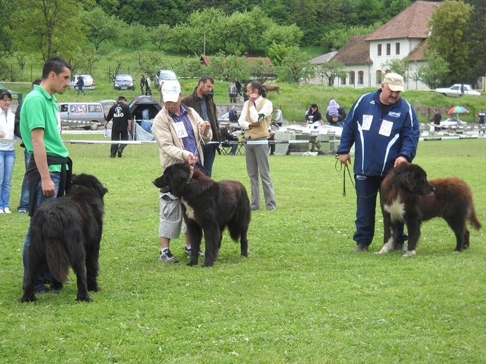 iancu baraitan si ursu - DE VANZARE NOU