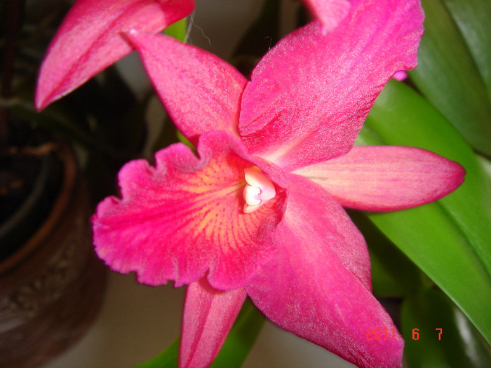 Cattleya - ORHIDEE 2011