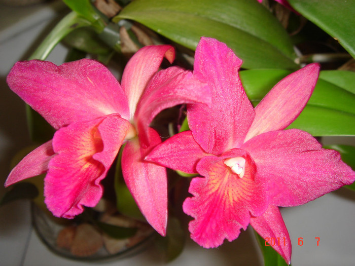 Cattleya - ORHIDEE 2011