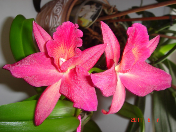 Cattleya - ORHIDEE 2011