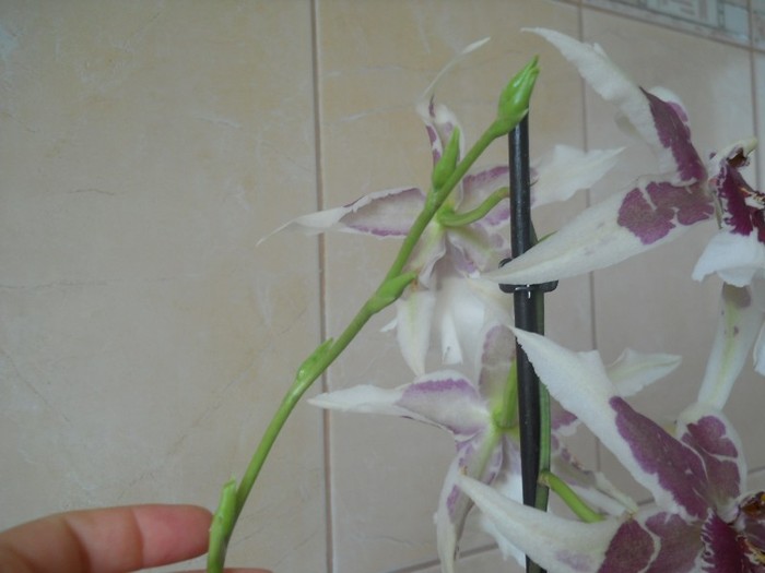 DSCN3625 - FLORI orhidee cambria