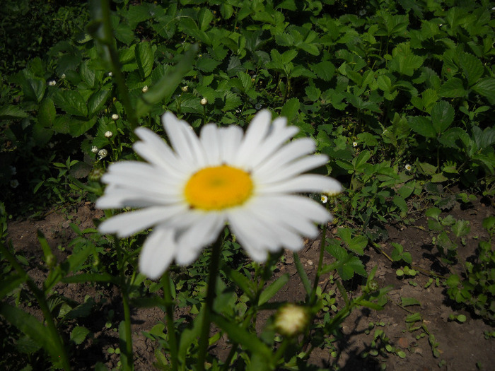 margareta - flori mai-iunie 2011