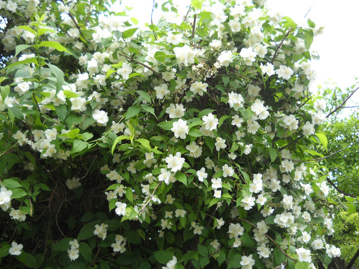 iasomie - flori mai-iunie 2011