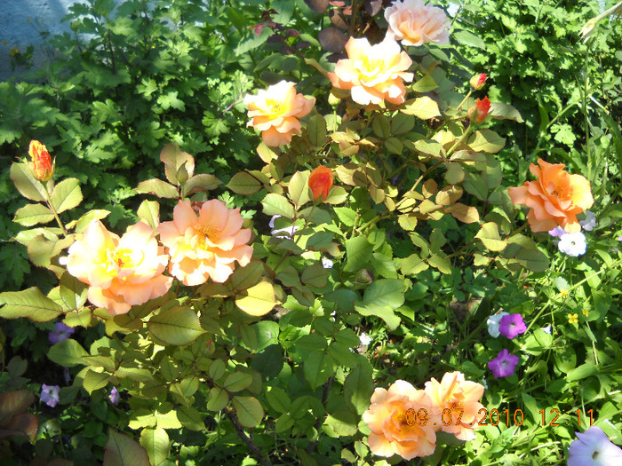trandafiri - flori mai-iunie 2011