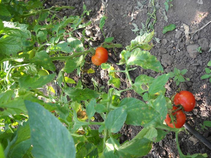 DSCN3216 - gradina de legume si fructe