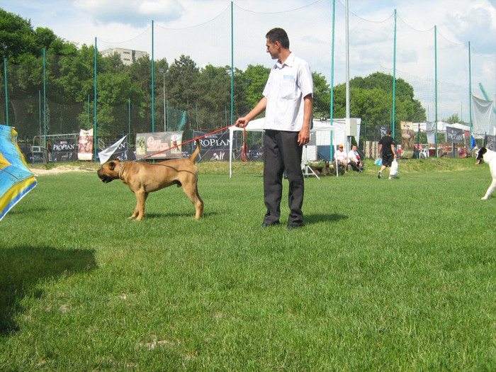 carlos 012 - Dogo Canario