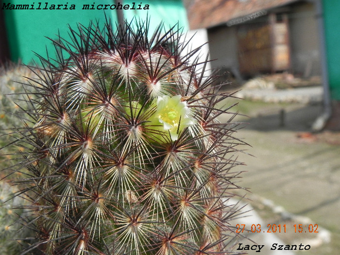 Mammillaria microhelia - cactusi 2011