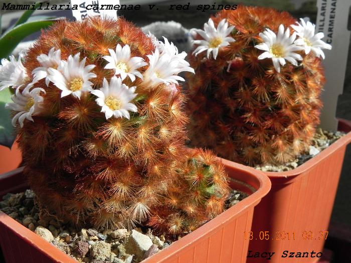 Mammillaria carmenae - cactusi 2011