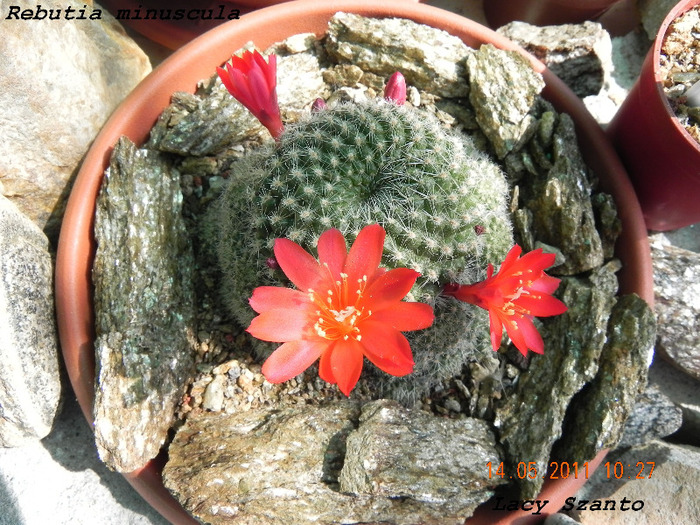 Rebutia minuscula - cactusi 2011