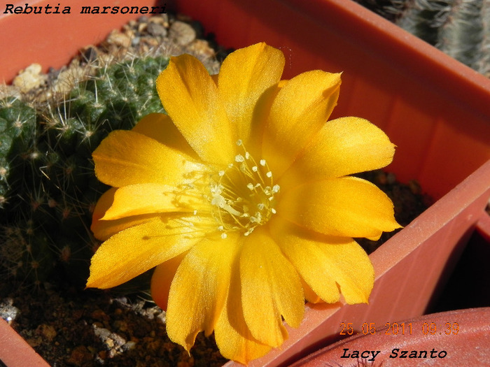 Rebutia marsoneri - cactusi 2011