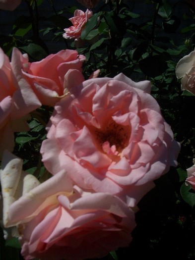 CIMG3703 - trandafiri 2011