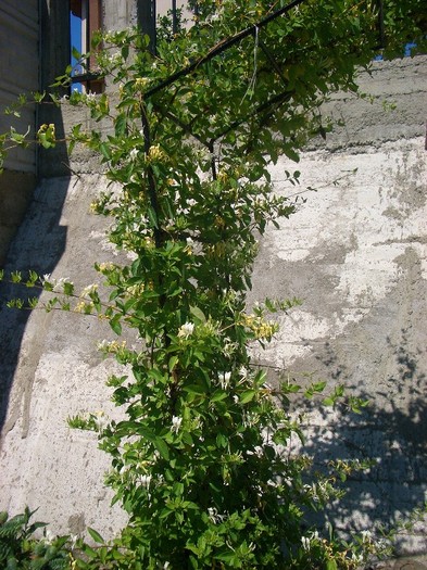 lonicera - gradina 2011