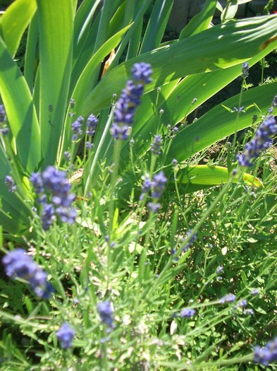 lavanda