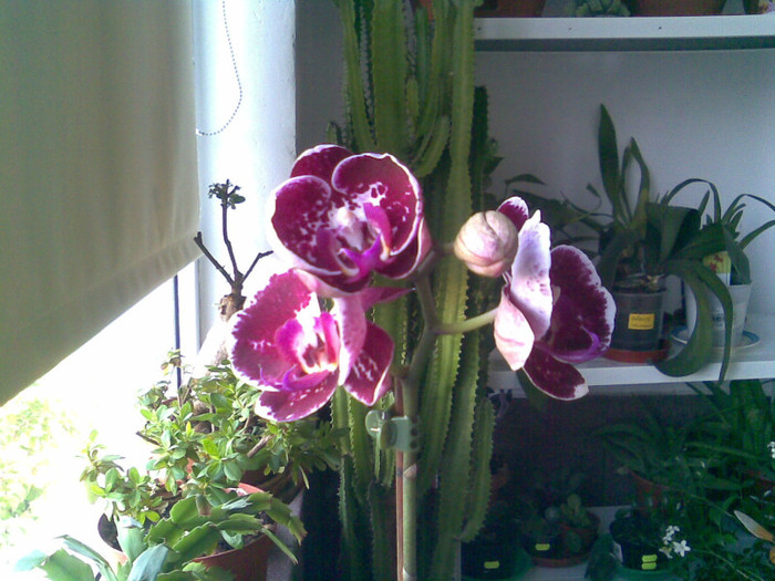 Frumusica -floare NOUA