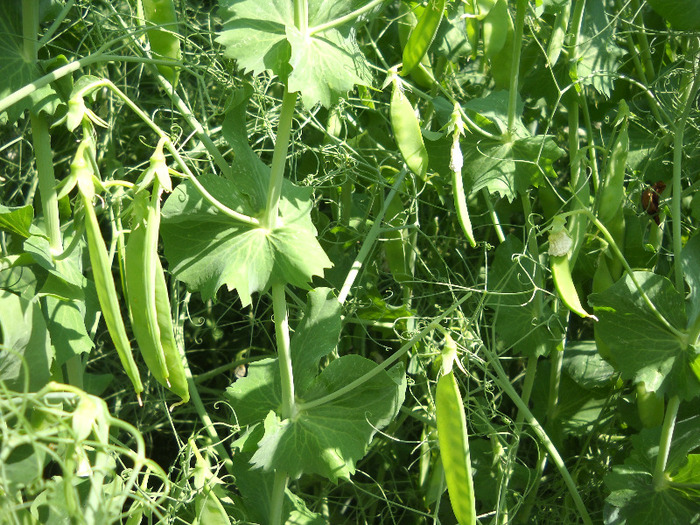 DSCN3155 - gradina de legume si fructe