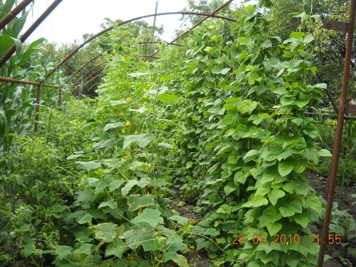 rosii, castraveti, fasole verde - gradina de legume si fructe