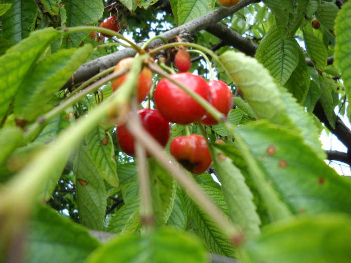 cirese de mai - gradina de legume si fructe