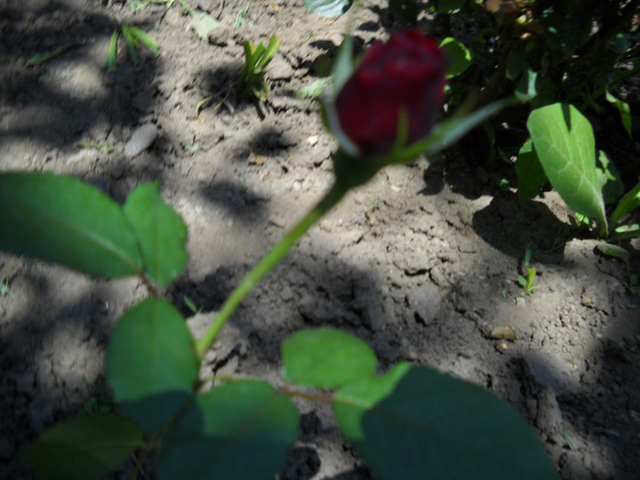 trandafir tanar