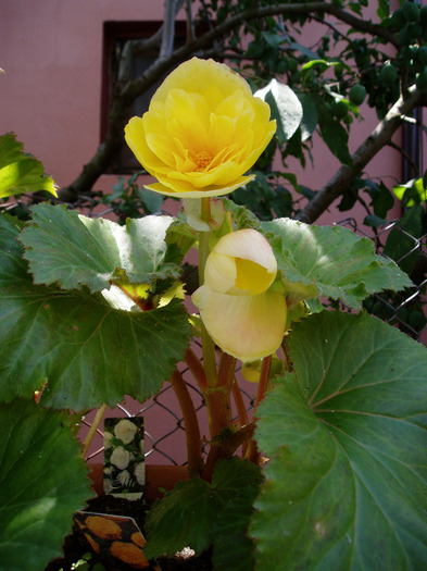 begonia dubla - Au inflorit