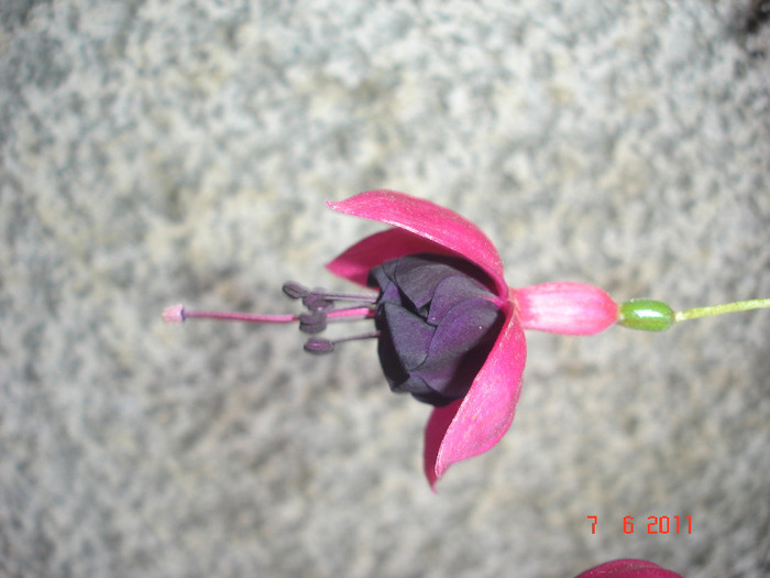 New Millenium - Fuchsia 2011