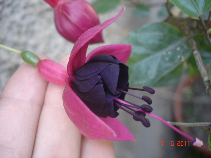 New Millenium - Fuchsia 2011