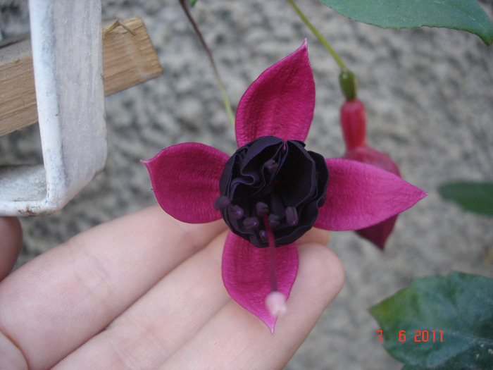 New Millenium - Fuchsia 2011