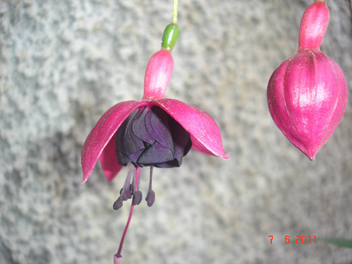 New Millenium - Fuchsia 2011