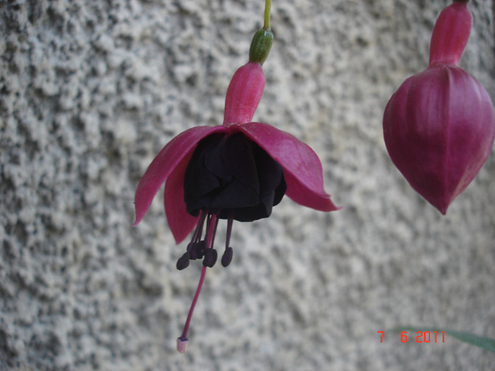 New Millenium - Fuchsia 2011