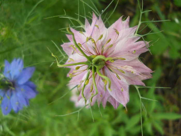 nigella