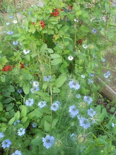 nigella