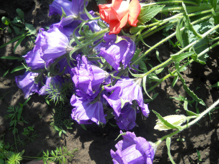 campanula