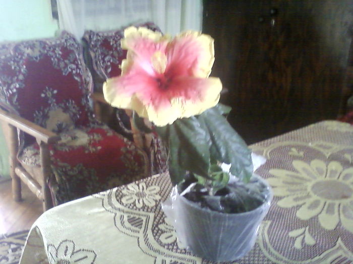 P04-06-11_15.43 - Poze noi