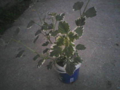 P29-05-11_21.09 - Poze noi