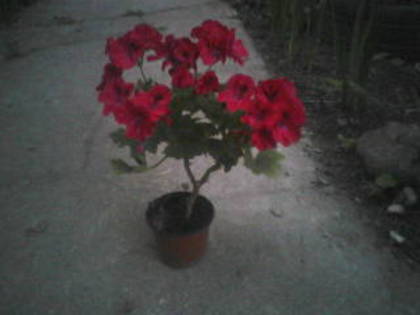 P29-05-11_21.09[1] - Poze noi