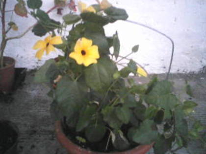 P29-05-11_21.10 - Poze noi