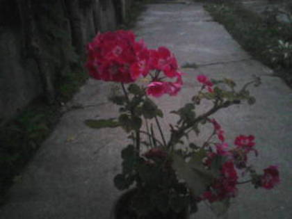 P29-05-11_21.11 - Poze noi