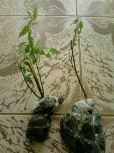 keria japonica si glicina - Flori cumparate de la Ramonna