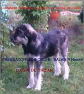 D-Vuia de troian metis