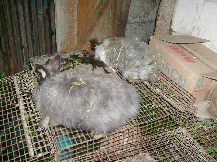 PICT1122 - Iepuri Angora