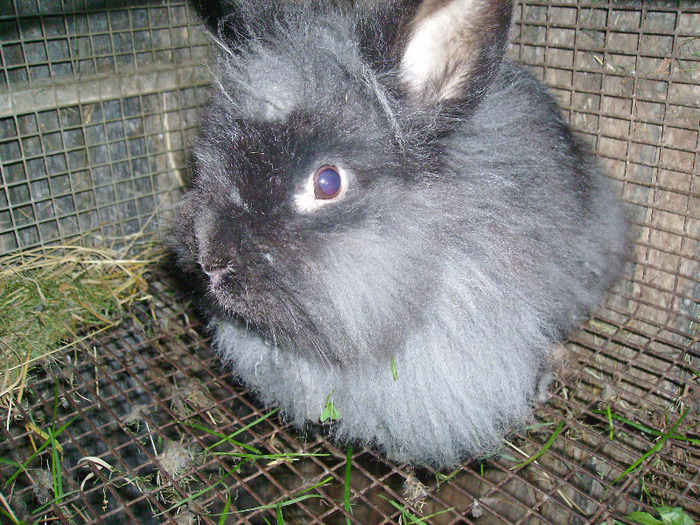 PICT1127 - Iepuri Angora