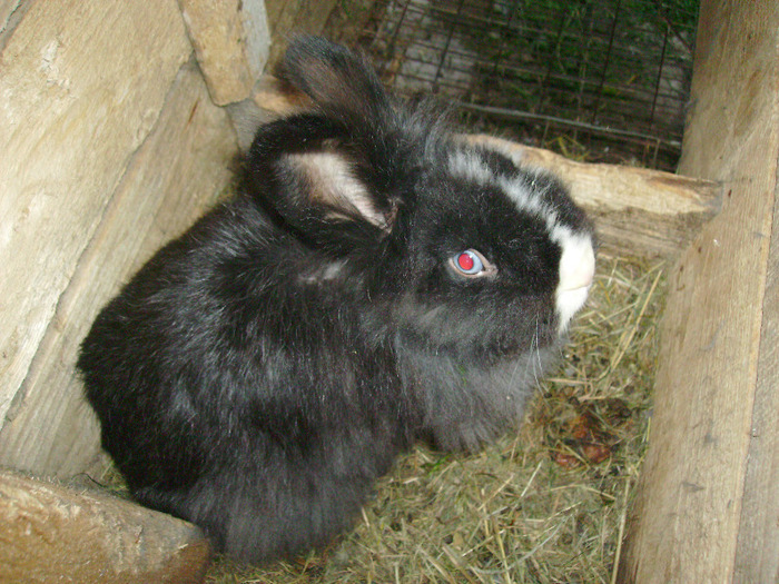 PICT1131; Metis Angora
