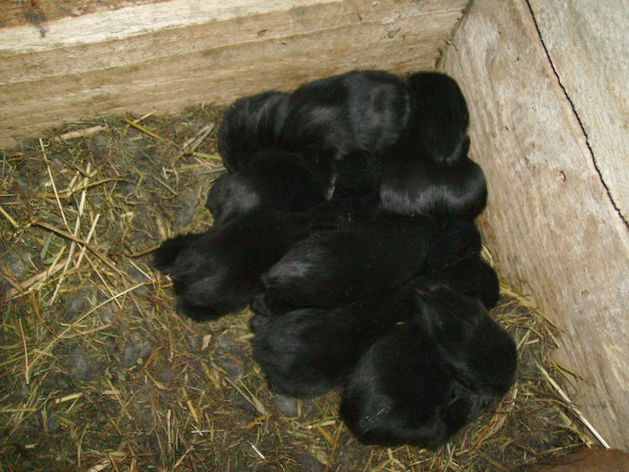 PICT1133; Pui mici de Angora negru
