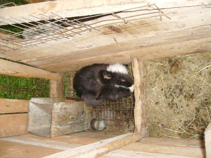 PICT1135; Metis Angora
