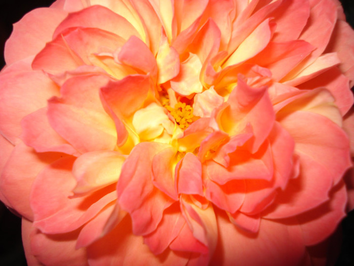 culoarea din reclama - Trandafiri 2011